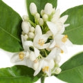  Neroli